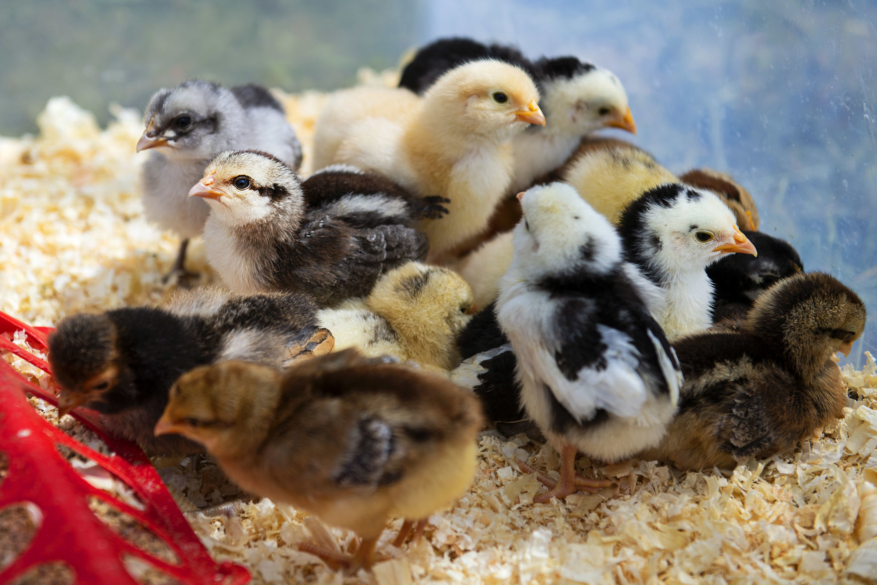 Clutch of chicks